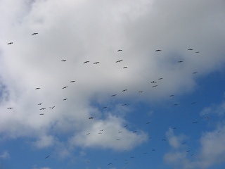 Picture 079