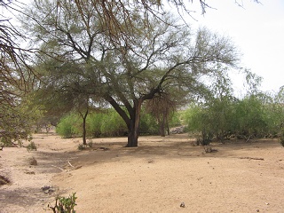 Niger 041