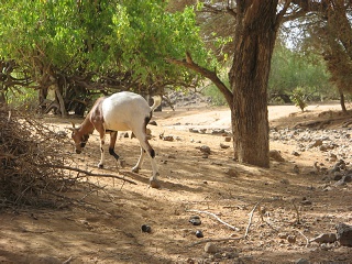 Niger 048