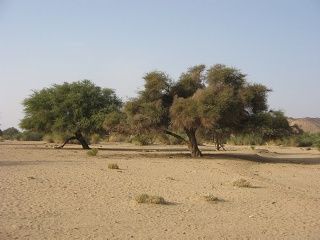 Niger 055