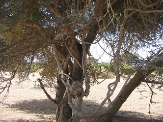 Niger 109