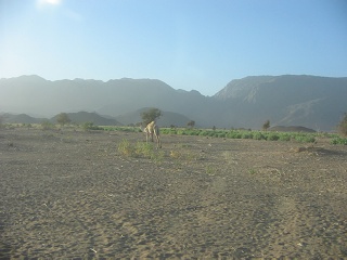 Niger 131