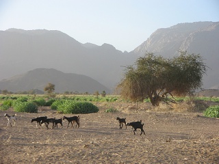 Niger 133