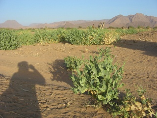 Niger 134