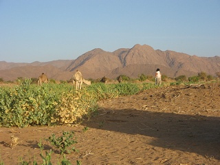 Niger 135