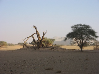 Niger 175