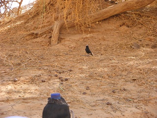 Niger 217