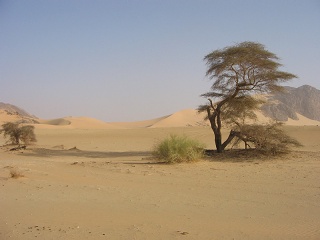 Niger 246
