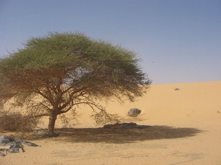 Niger 297