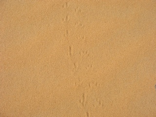 Niger 299