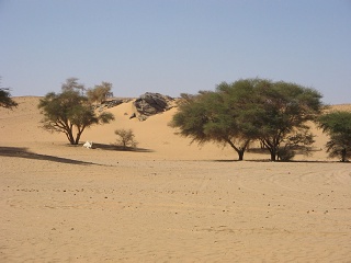 Niger 319