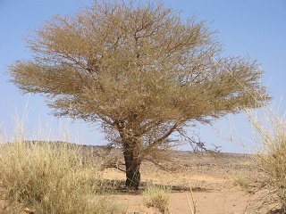 Niger 351