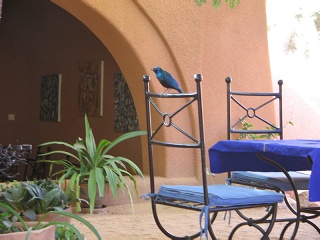 Niger 381