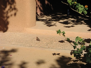 Niger 382