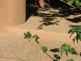Niger 384