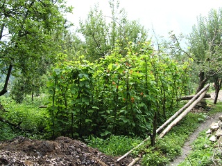 DSCF0036