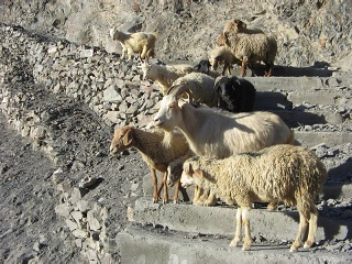 India2005 429