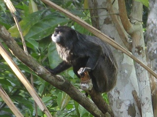 Ecuador 385