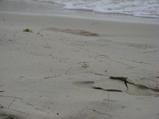 Img 5594