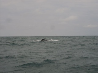 Img 0994