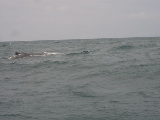 Img 0997