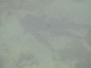 Img 1064