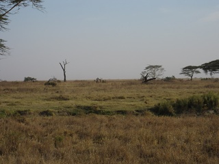 IMG 2012