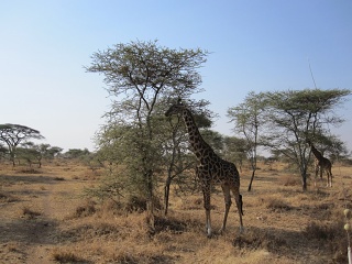 IMG 2101