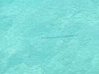 IMG 0257