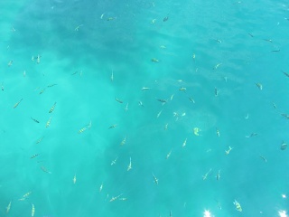 IMG 0435